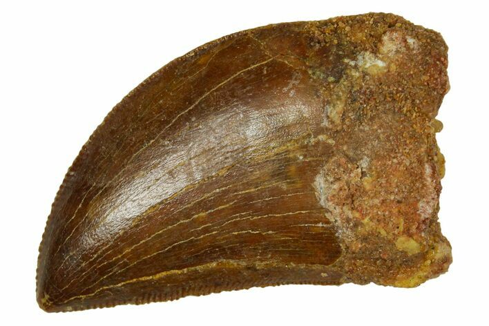Serrated, Carcharodontosaurus Tooth - Real Dinosaur Tooth #372282